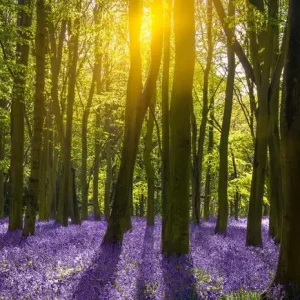 5 Beginner Forest Photography Tips